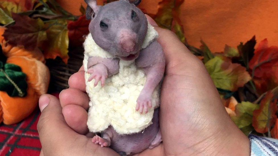 A sweater-clad hamster in someone's hands