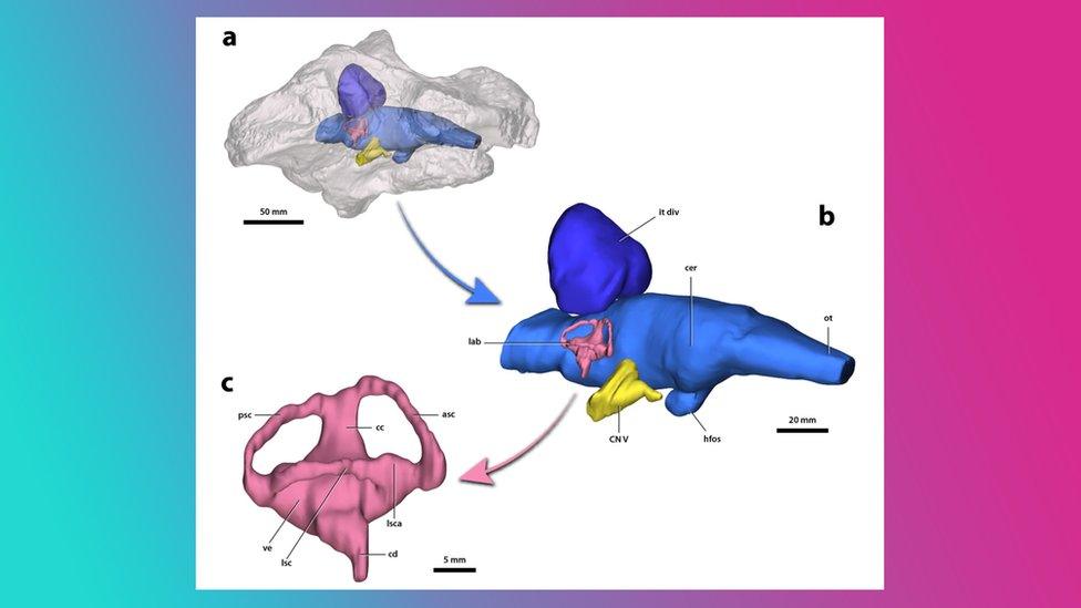 digital-images-of-fossil-skull