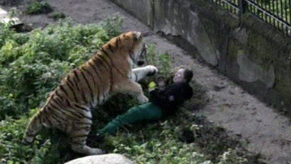 An onlooker took this photo of the tiger's attack