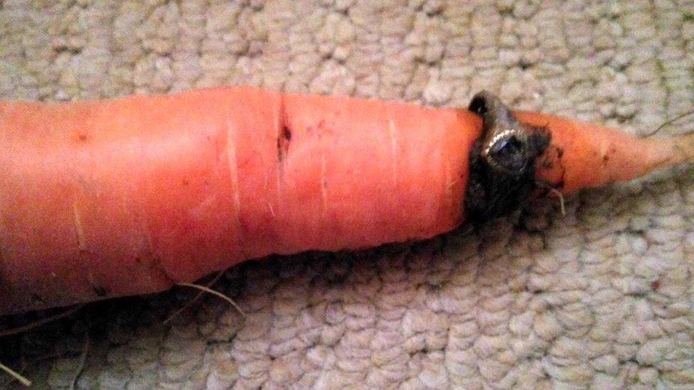 Carrot grown through gold ring