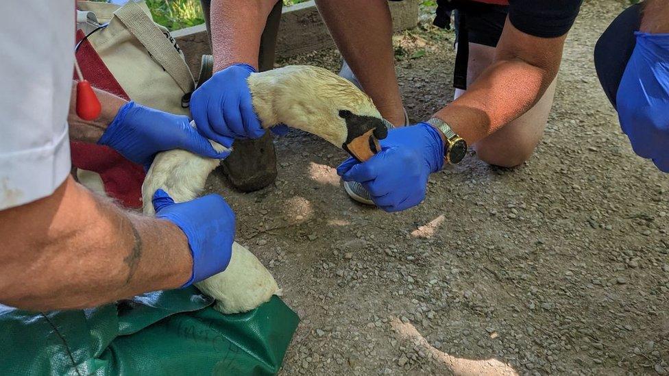 RSPCA officers attempt to take a hook out of a swan's bill in Devon