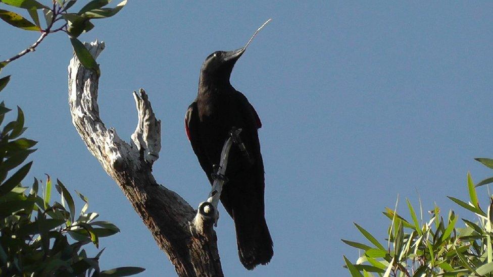 New Caledonian crow with a hooked tool (c) Pedro Barros da Costa/ Rutz Group