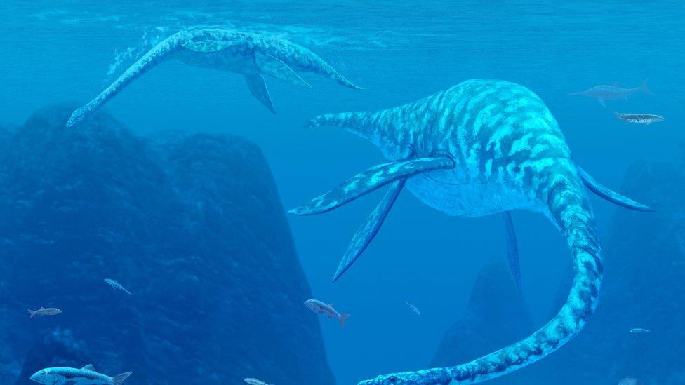 An artist's illustration of two Elasmosaurus marine reptiles swimming underwater