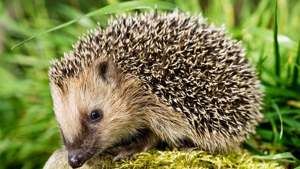 A hedgehog on a stone