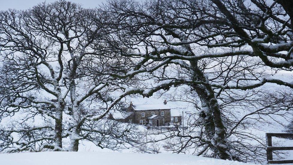 Snow on trees and house in Carrshield