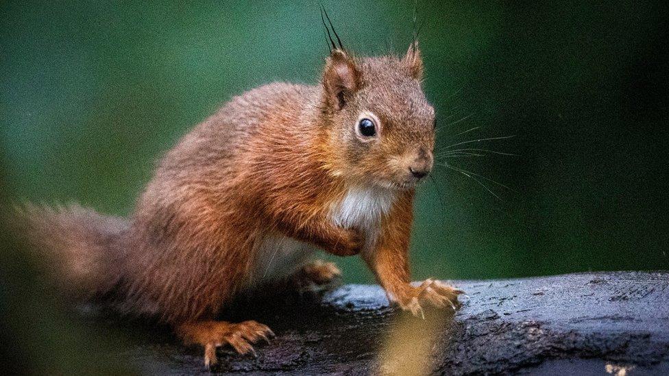 red squirrel