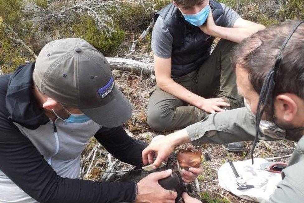 Tagging eagle chick