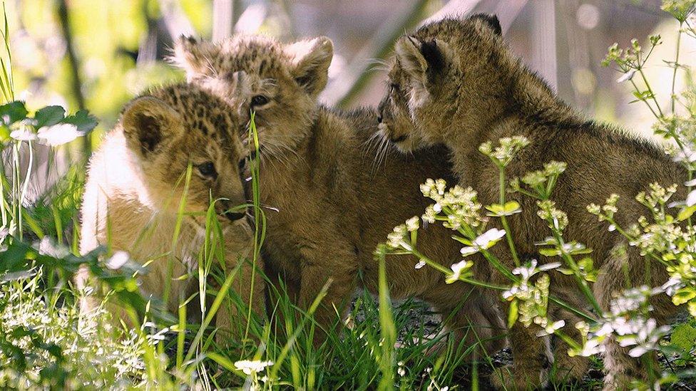 Baby lions