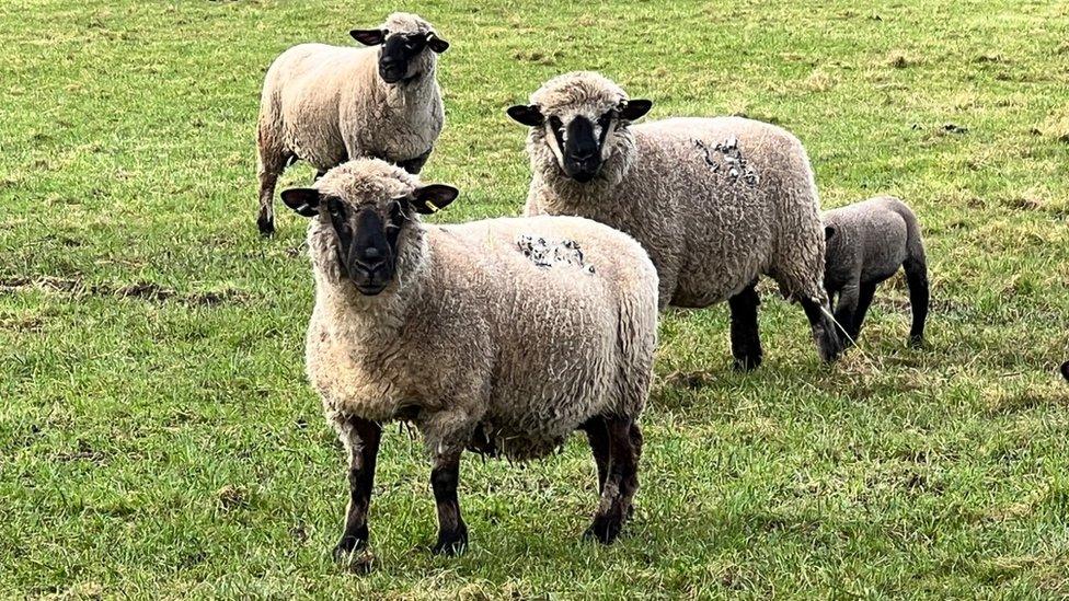 Karen Hames' flock of Hampshire Downs sheep