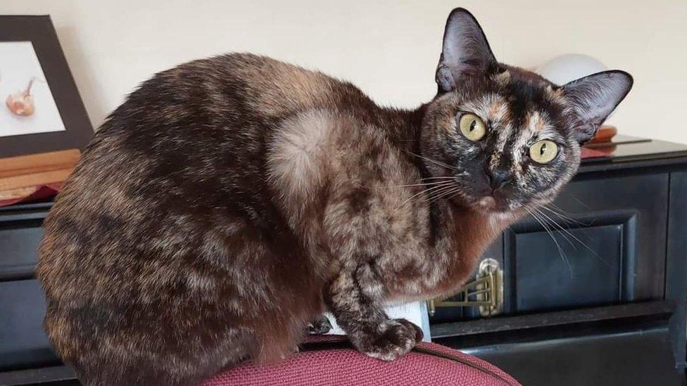 Nutmeg the cat sitting on a red chair