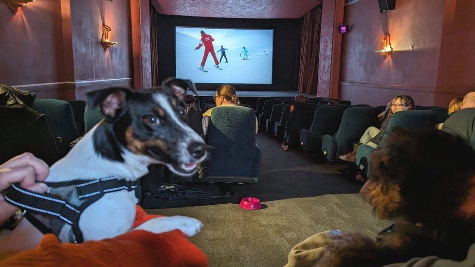 Dogs in cinema with film in the background