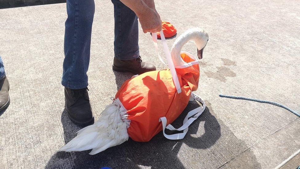 An injured swan sits on the floor in a yellow coat after being rescued