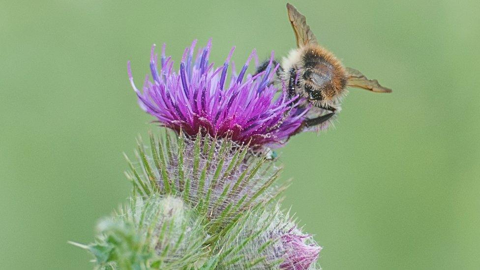 Creeping thistle