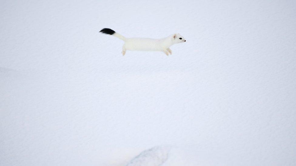 An arctic weasel runs on the snowy beach of Unstad , Lofoten Island, in the Arctic Circle