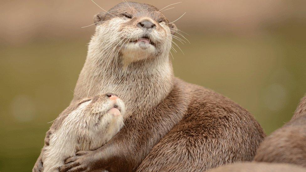 Otters