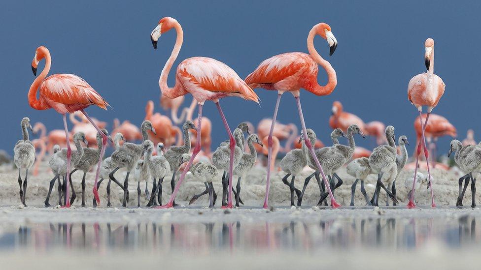 Flamingos and their chicks