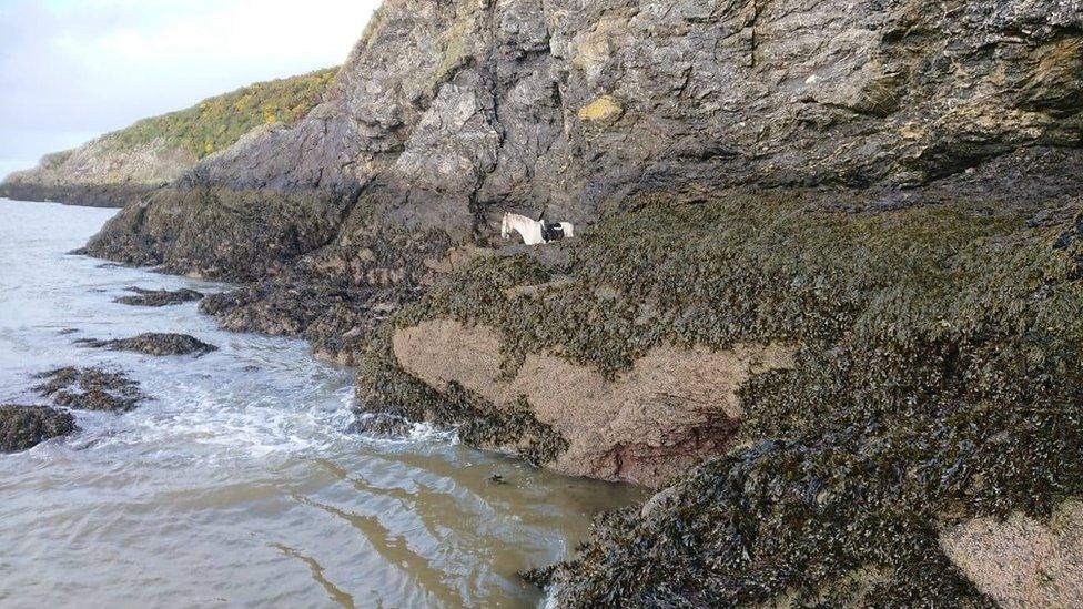 A horse stuck on a ledge near the sea