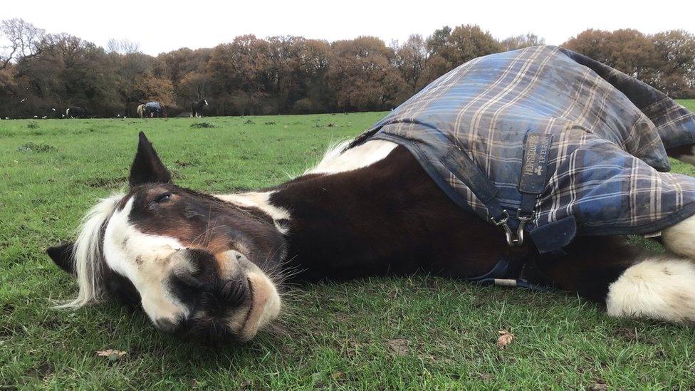 Horse on a field