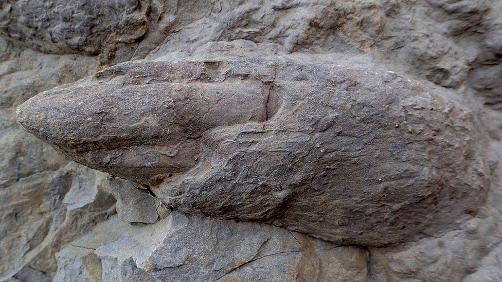 Dinosaur footprints near Hastings