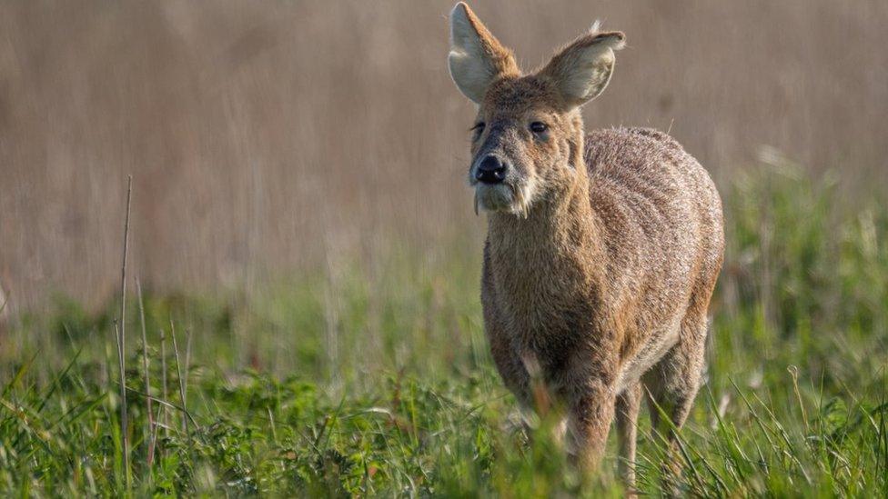 Chinese water deer