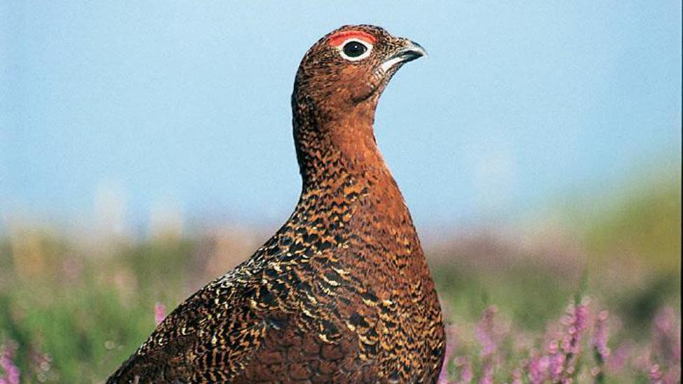 Grouse