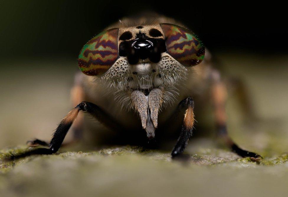 Notched horned cleg fly