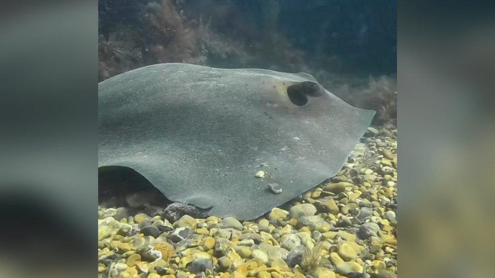 A ray is shown on the sea bed