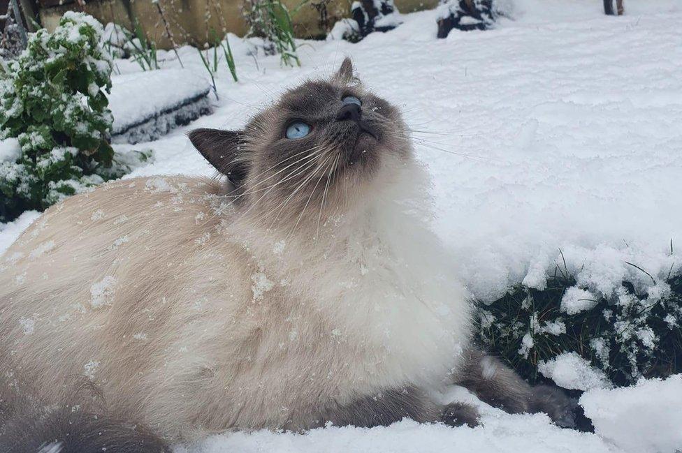 Snow cat