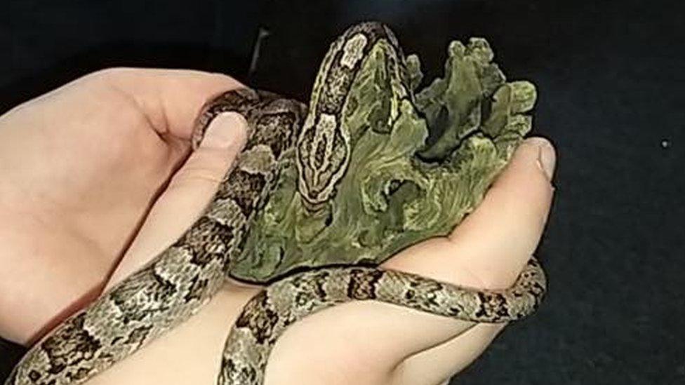 Domino the corn snake.