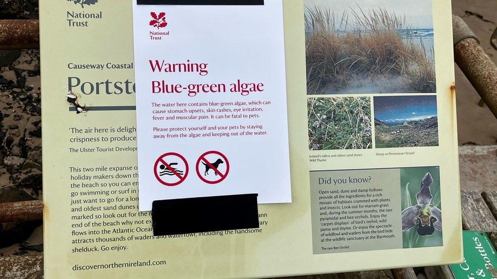 Blue green algae can be harmful to humans and is highly toxic to animals.