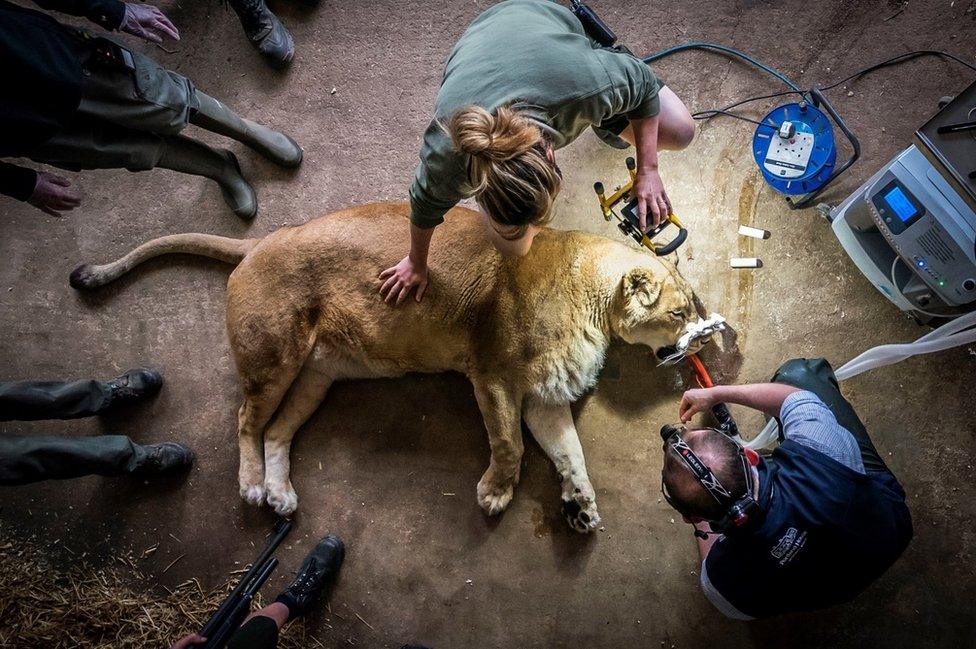 Unconscious lion at Yorkshire Wildlife Park