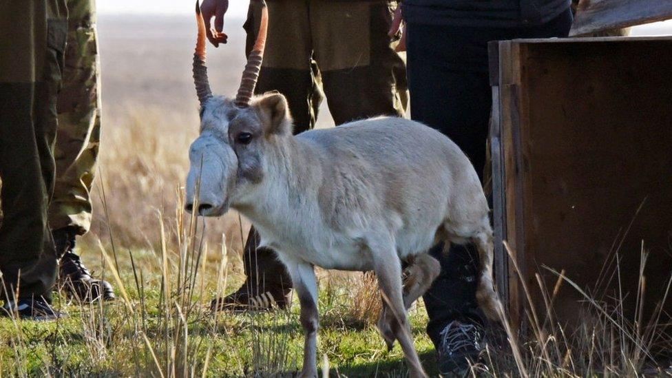 antelope