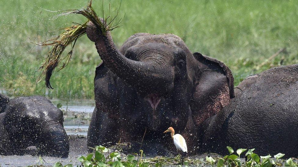 A wild elephant in a wetlands area