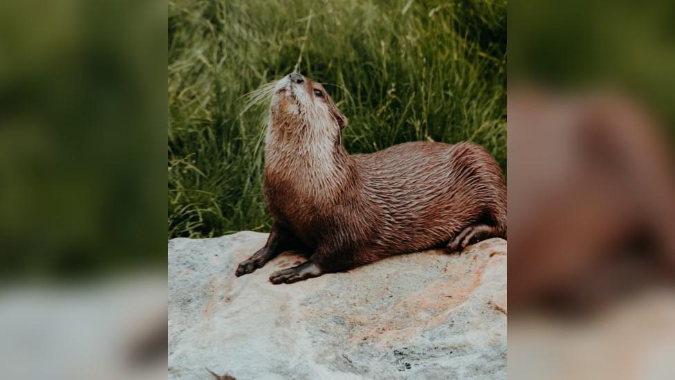 Otters Sam and Tilly