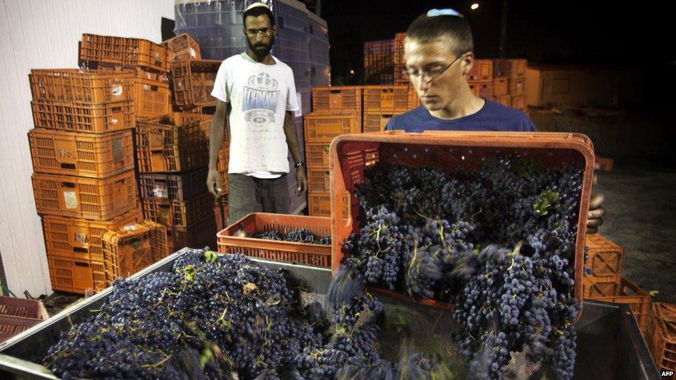 A worker at the Jewish settlement of Ofra processes harvested grapes (file photo)