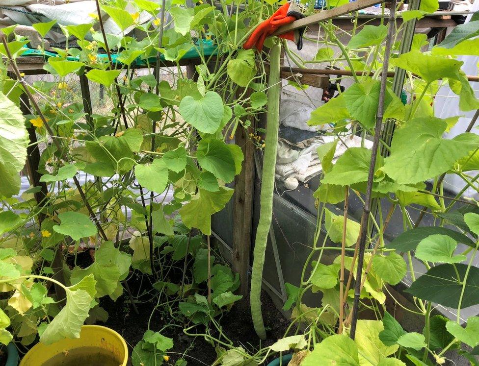 Raghbir Singh Sanghera giant cucumber