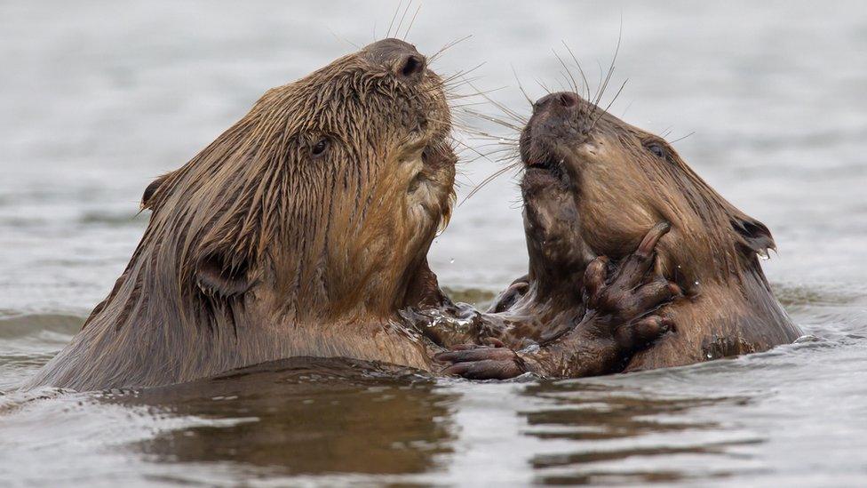 Beavers in Scotland