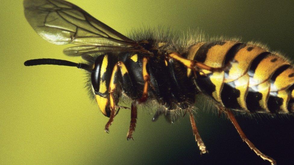 Wasp