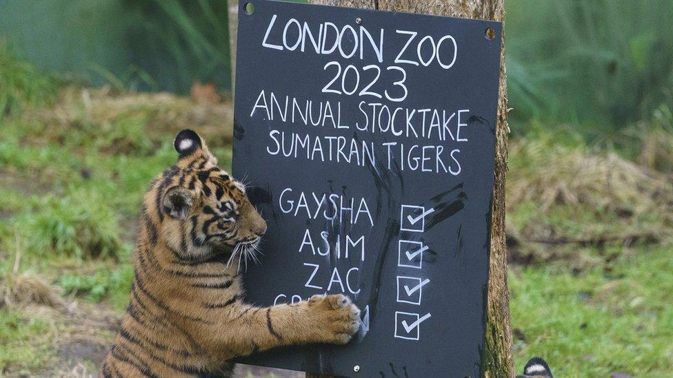 Sumatran-tigers.