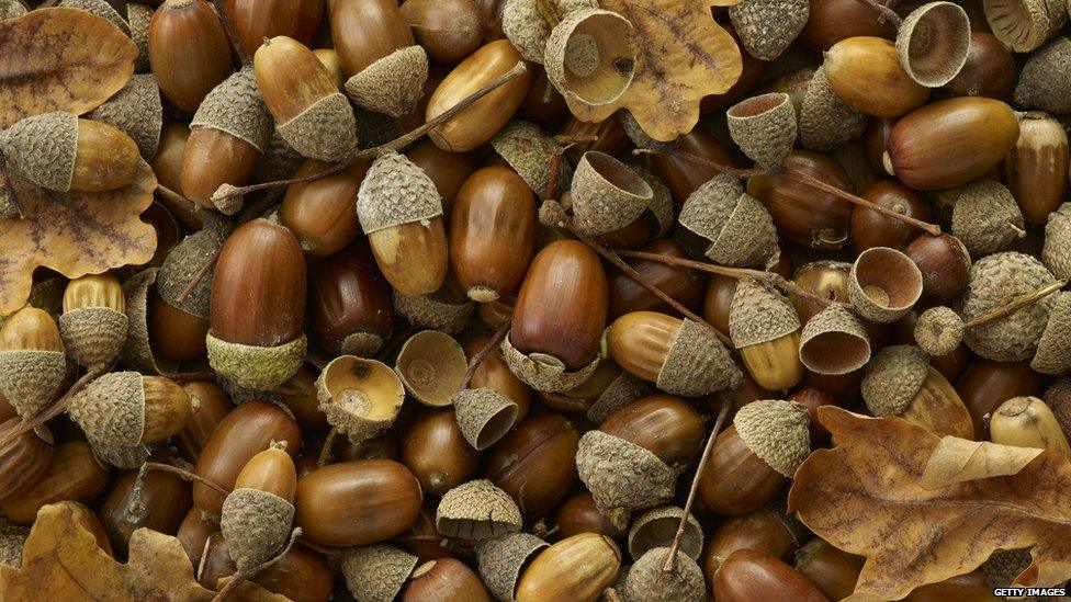 Acorns and leaves on the ground