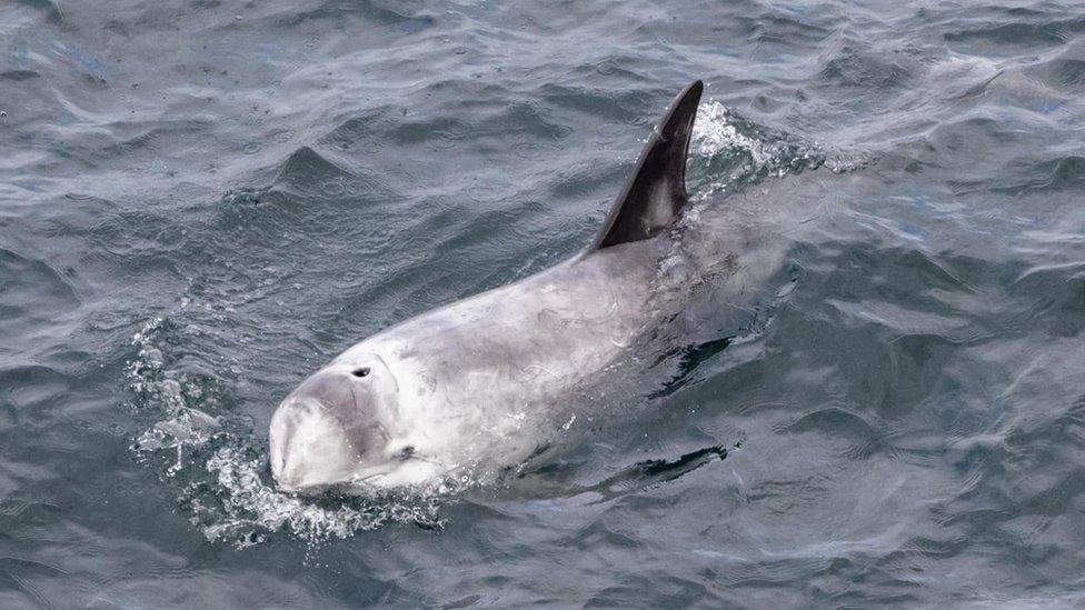 Risso's dolphins