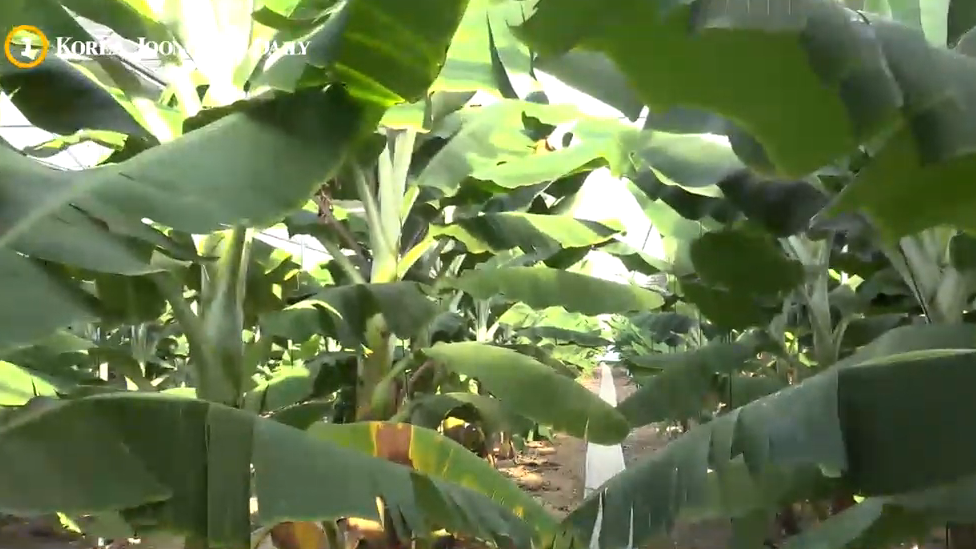 Bananas growing in South Korea's Pohang area, 2019