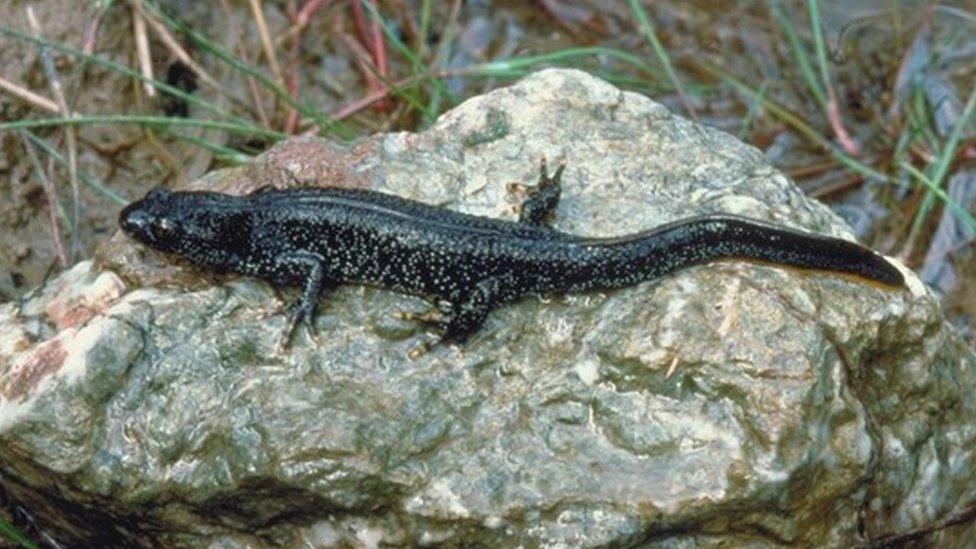 Great crested newt