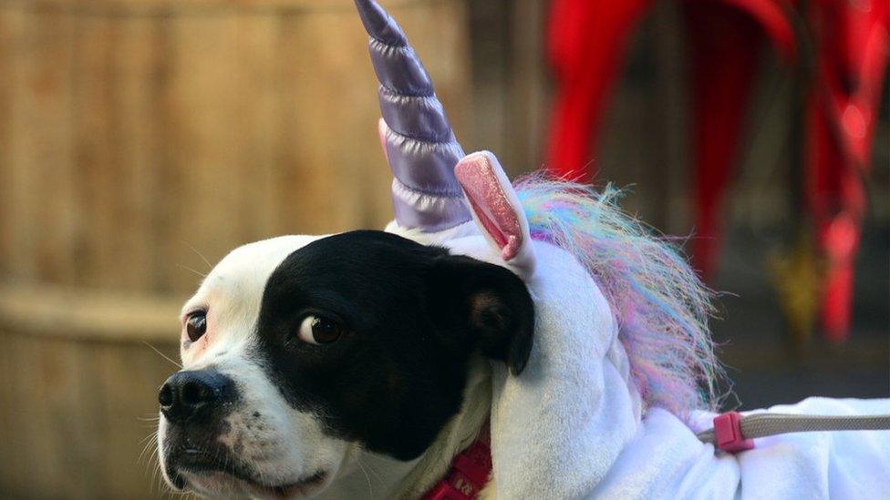 Unicorn-dog.