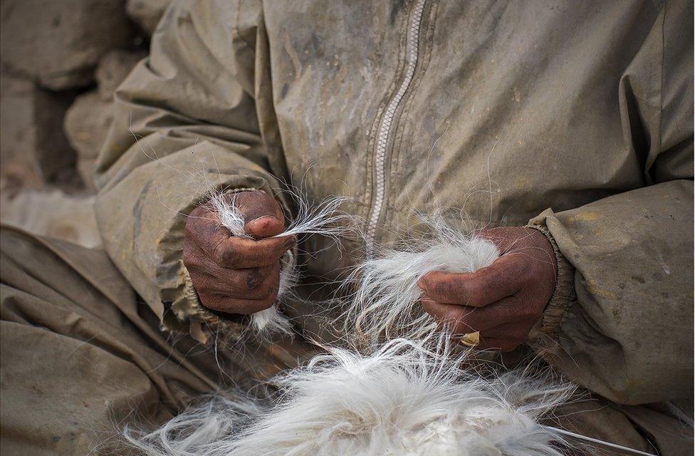 A shepherd holds goat hair