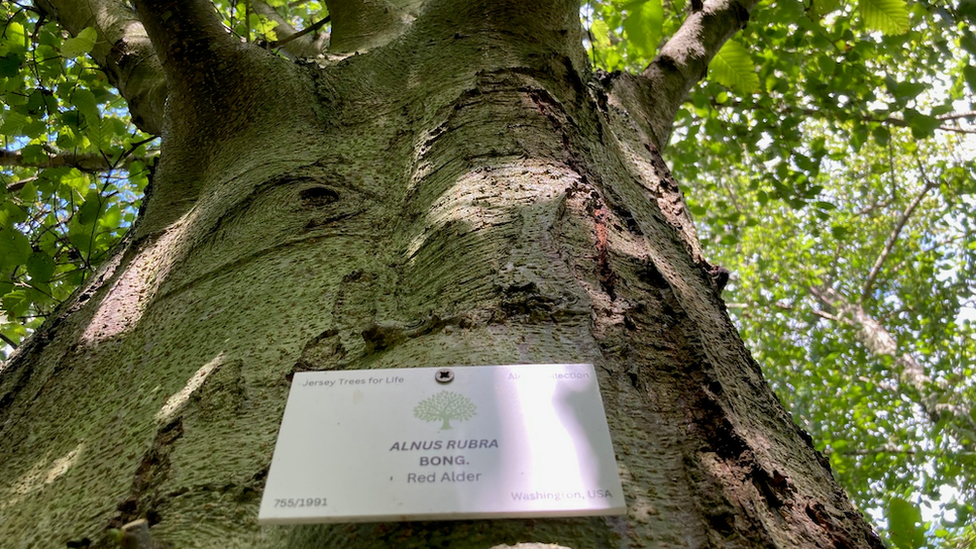 alder tree