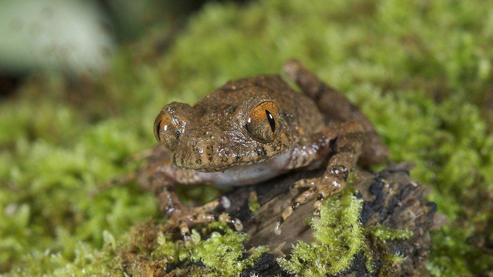 Orange-eyed litter frog