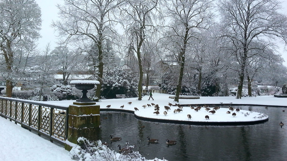 Ducks, lake and snow covered bridge