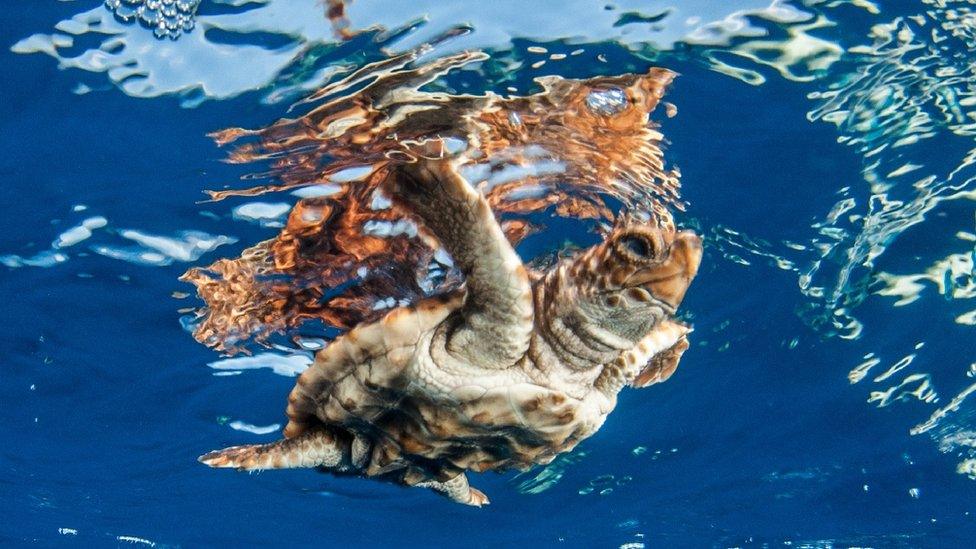 baby turtle swimming in the ocean