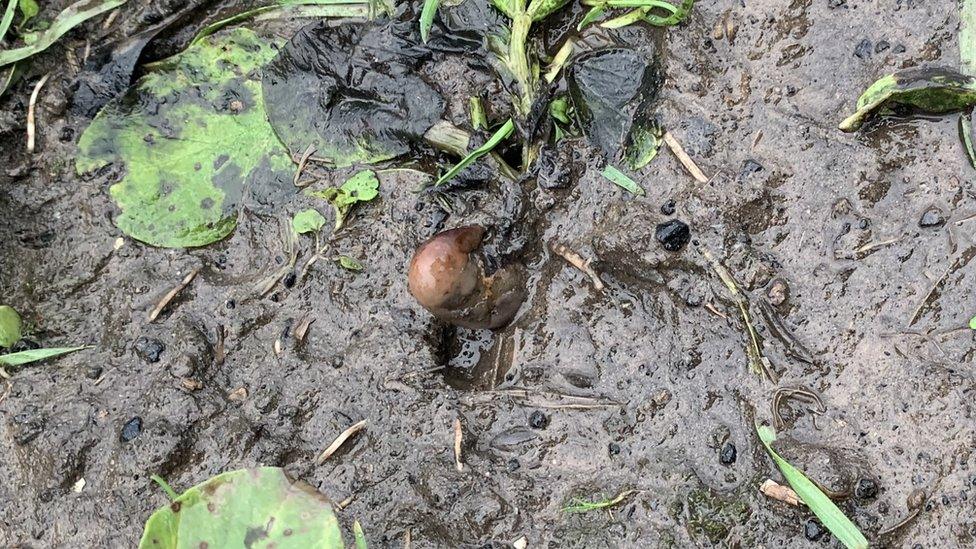 The potato in the muddy field